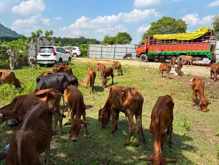 Assam Police rescues 82 cattle in smuggling crackdown, two vehicles seized